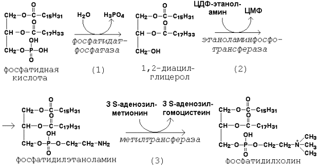 Схема синтеза глицерофосфолипидов