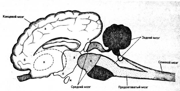 Мозг собаки отделы. Строение головного мозга КРС. Схема головного мозга КРС. Головной мозг КРС анатомия. Строение головного мозга коровы.
