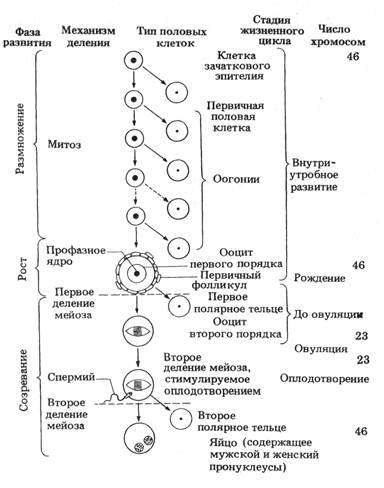 Динамическая схема образования яйцеклеток