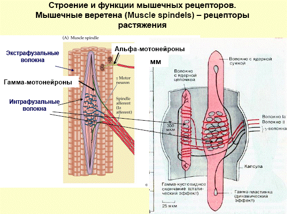 Экстрафузальные волокна