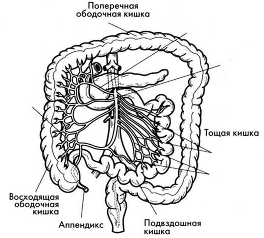 Кровоснабжение толстой кишки схема