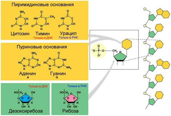 Схема строения рнк