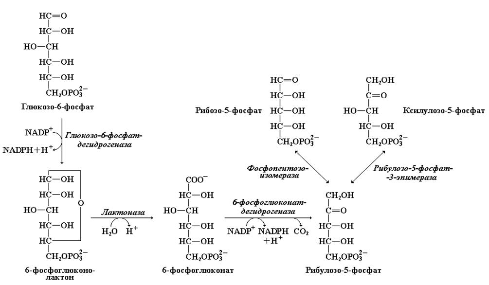 Последовательность процессов при окислении фруктозы. Пентозофосфатный путь реакции окислительного этапа. Неокислительный этап пентозофосфатного пути окисления Глюкозы. Реакции неокислительного этапа пентозофосфатного пути. Реакция окисления этапа пентозофосфатного пути.