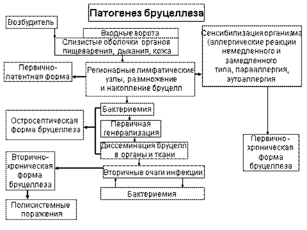 Бруцеллез патогенез. Схема лабораторной диагностики бруцеллеза. Механизмы развития бруцеллеза. Патогенез бруцеллеза у животных. Лабораторная диагностика бруцеллеза схема.