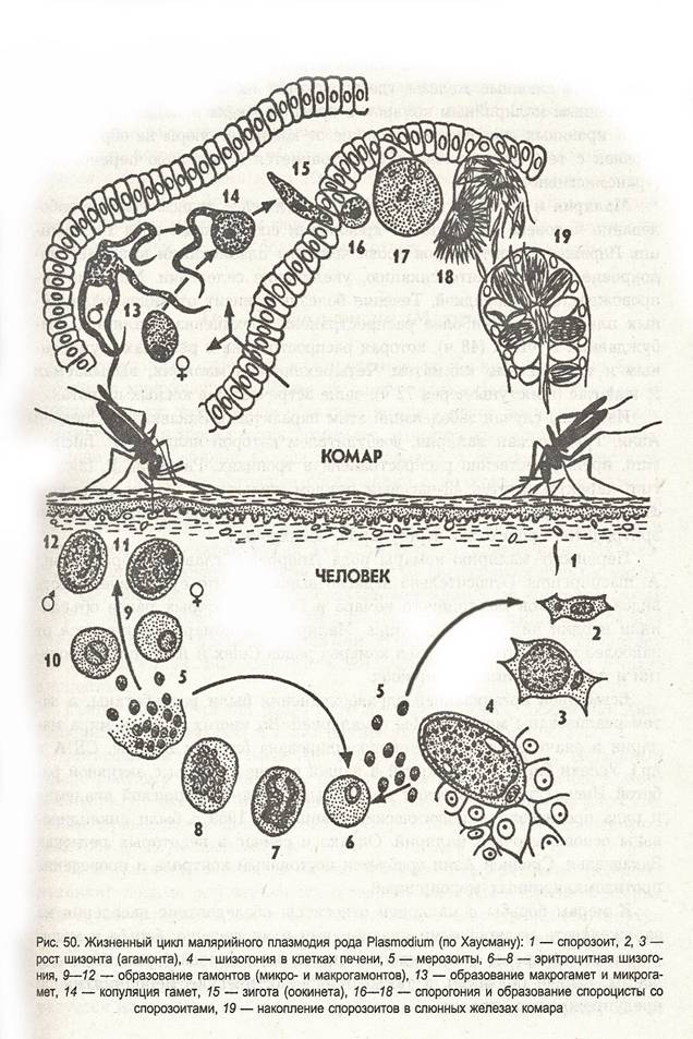Хозяев в цикле развития малярийного плазмодия. Цикл малярийного плазмодия. Схема развития малярийного плазмодия рис 34. Жизненный цикл малярийного плазмодия рисунок. Жизненный цикл малярийного плазмодия схема.