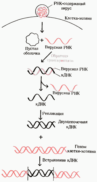 Содержат рнк геном. Репликация РНК вирусов. Репликация РНК вирусов схема. РНК содержащие вирусы. РНК геном вируса.