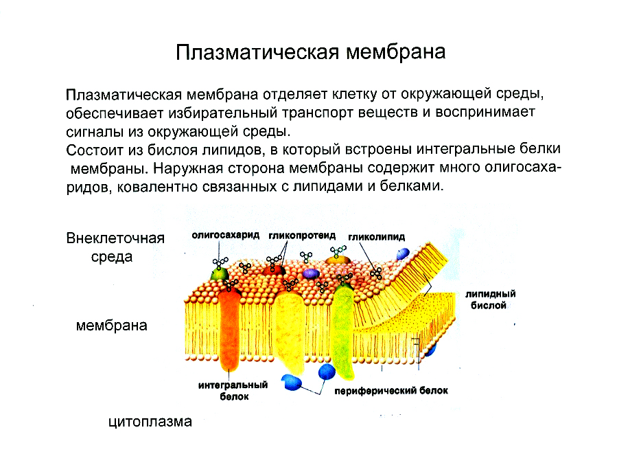 Клеточная мембрана это молекулярная структура впр физика. Плазматическая мембрана клетки строение и функции. Строение плазматической оболочки клетки. Структура клетки плазматическая мембрана. Строение плазматической мембраны кратко.