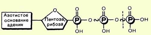 Аденин рибоза три. Молекула схема. Молекула АТФ углевод азотистое основание. Схема изображающая молекул. Строение молекулы АТФ рисунок.