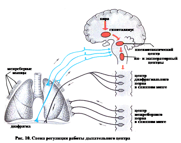 Сосудодвигательный центр в мозге. Кашлевой рефлекс схема. Регуляция дыхания вегетативной нервной системой. Рефлекторная дуга дыхания схема. Продолговатый мозг центр дыхания.