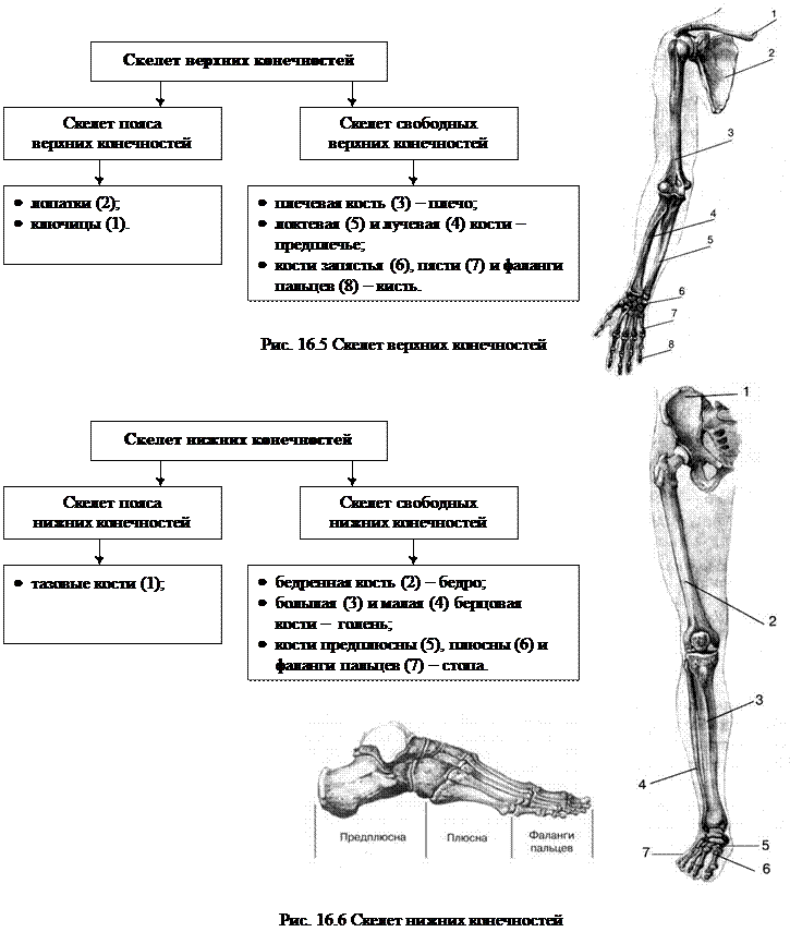 Скелет конечностей включает. Скелет верхней конечности скелет нижней конечности. Скелет верхних конечностей человека анатомия таблица. Кости составляющие скелет нижней конечности. Скелет свободных нижних конечностей схема.