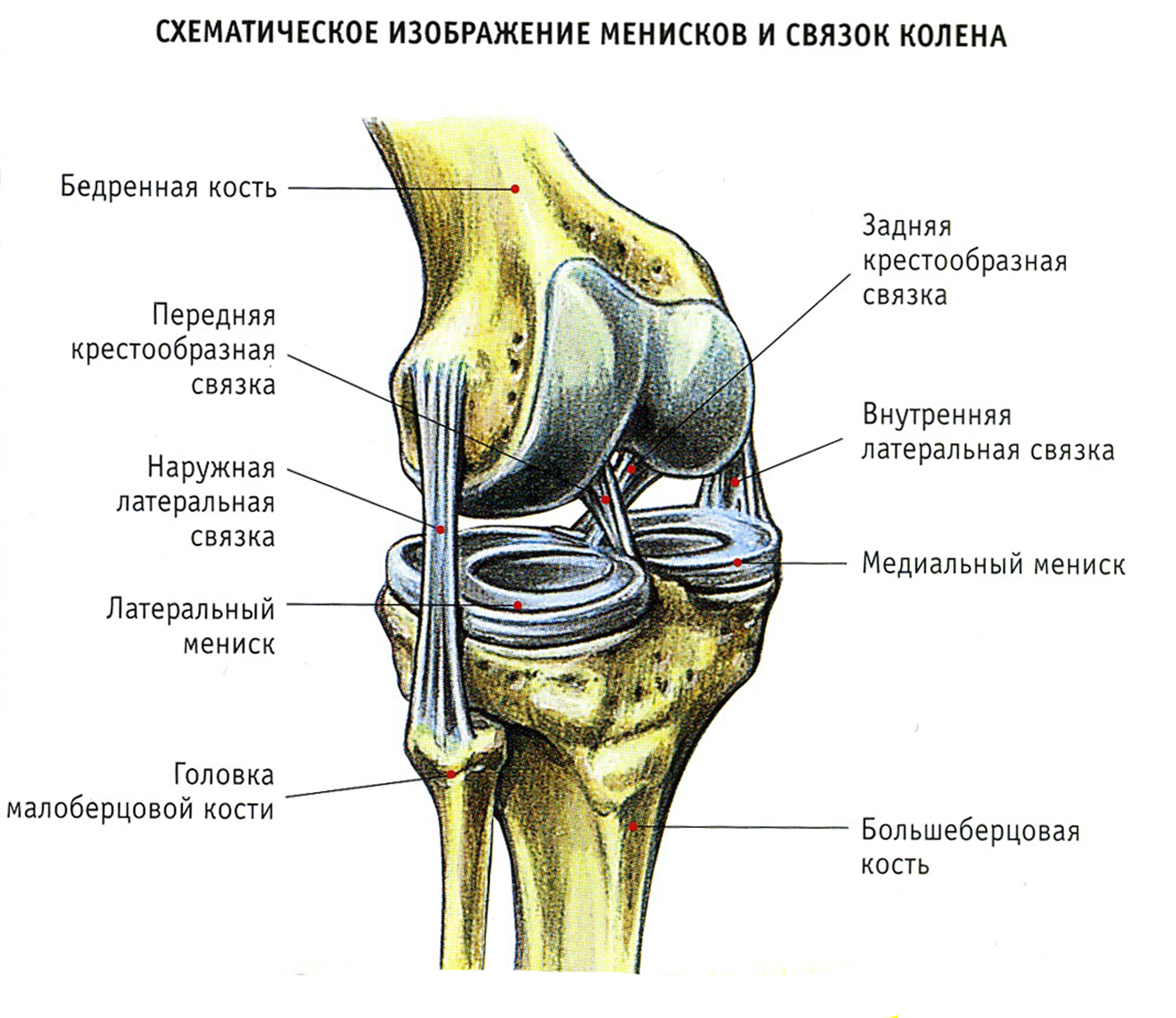 Связки коленного сустава анатомия внутренние и наружные