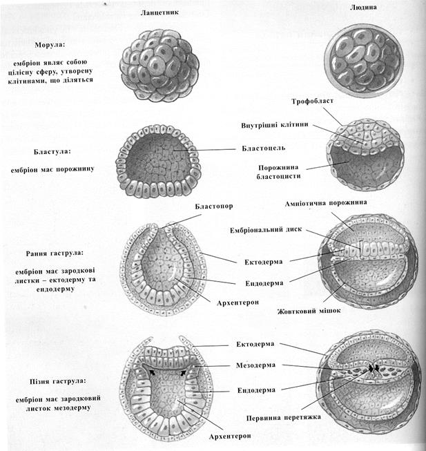 Схема эмбриогенеза ланцетника название какой его стадии. Зигота морула бластула. Зигота морула бластула гаструла нейрула. Стадии морула бластула гаструла. Зигота морула бластоциста.